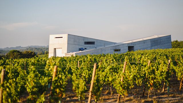 Pique-nique au vignoble de Caminhos Cruzados