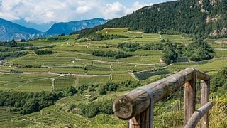 Experiência de ouro, tour e degustação na vinícola Villa Corniole