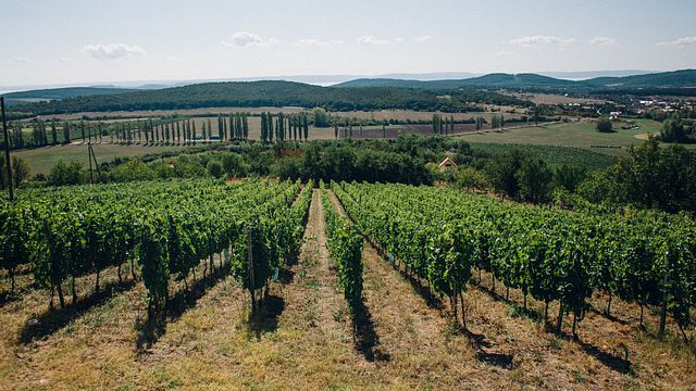 Degustazione di vini con una vista eccellente sul Lago Balaton