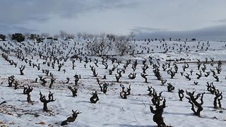 Dégustation de vins et visite de la cave Viña Memorias