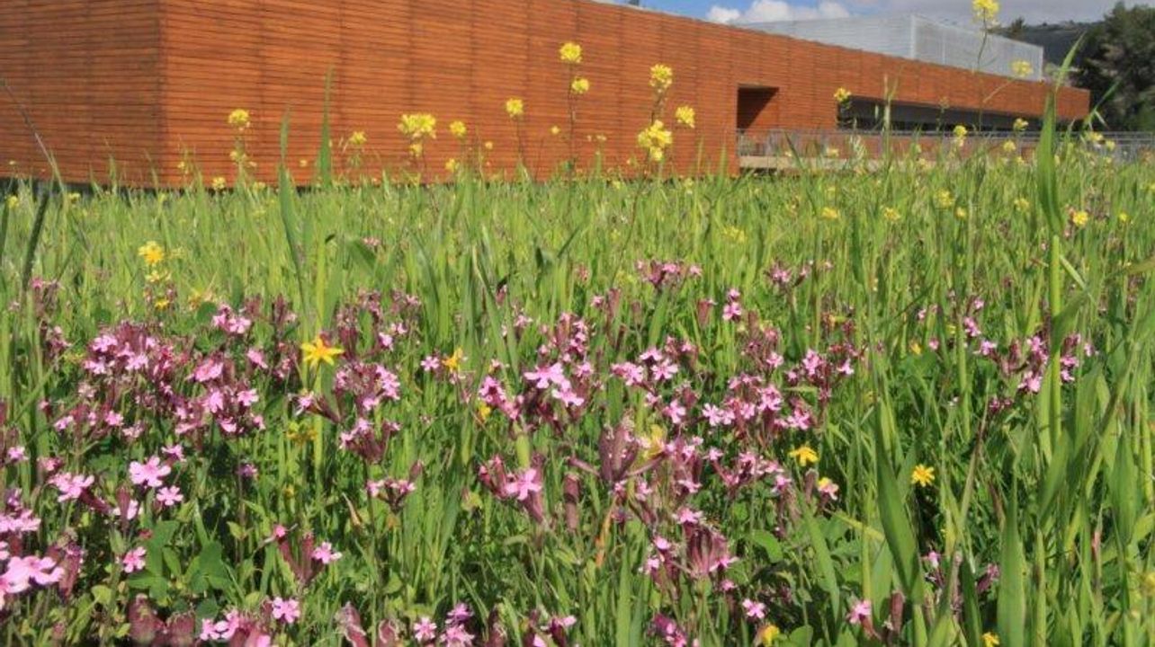 Galil Mountain Winery