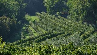 Le Muraglie : Visite d'un domaine viticole et dégustation de vins sur le lac de Garde