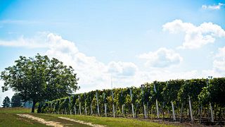 Dégustation de vins et visite des caves Krešić DOO