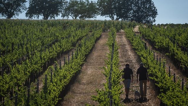 Taste 4 Umbrian Wines with Local Food Pairings
