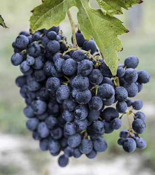 Smaka på Roero- och Monferratoviner på Tenuta "La Pergola"
