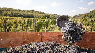 Weinprobe und Tour im Il Roncal