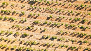 Unik mallorcansk vinupplevelse