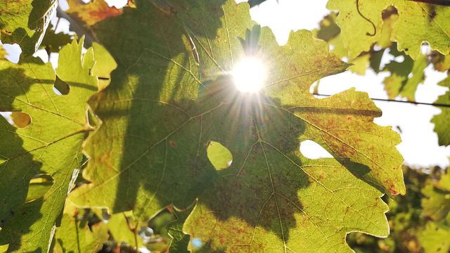 Zagreus Winery