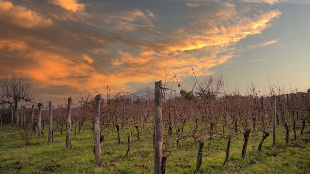 Joaquin Wine Tour e degustação