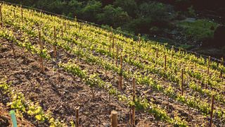 Dégustation de vin de Porto à Quinta da Pousada - Casa de Campo
