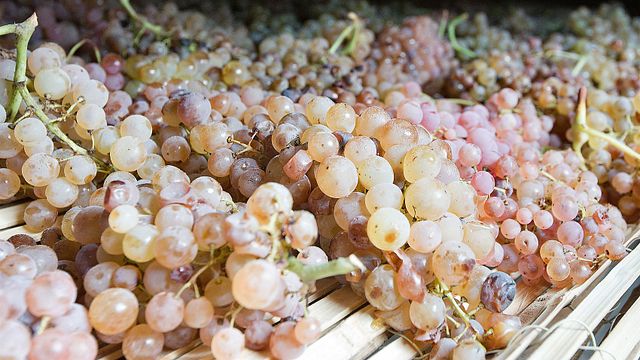 Degustação de vinhos e tour na Fattoria Di Bacchereto