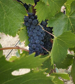 Tenuta Fontenuova