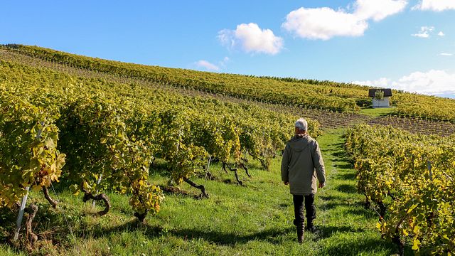 Domaine La Colombe: A Legacy of Biodynamic Winemaking