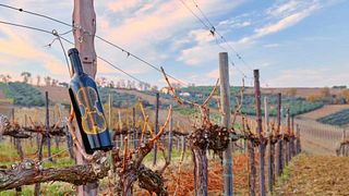 Cantine Mucci: A Legacy of Italian Winemaking