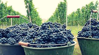 Weingut Eymann
