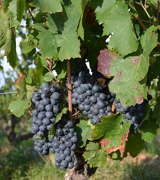 Wine tasting and tour at Domaine du Crêt de Bine