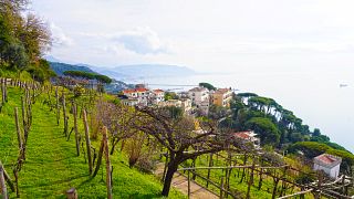 Tour de vinhos Cilento com sommelier profissional
