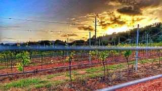 Degustação de Vinhos e Queijos Visita à Adega Quinta de Alcube