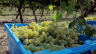 Degustazione di vini e tour popolari a Quinta do Carvalhão Torto