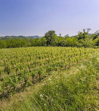 Friuli-Venezia Giulia Wine & Cellar Tasting at Spolert