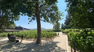 Tour Premium e degustazione di vini a Concha y Toro`