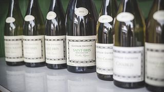 Besuch und Chablis-Weinprobe im Domaine Clotilde Davenne auf Englisch