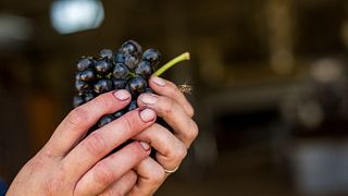 Olivedale Wine Estate
