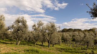 Chianti Bio: Provsmakning med lätt lunch på San Michele a Torri