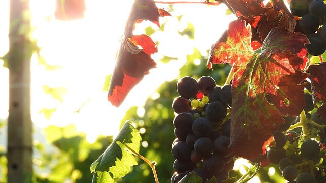 Wine Tasting and Tour at Le Celline