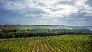 Botromagno Vigneti & Cantine