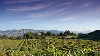Degustazione di vini e tour dei vigneti 4