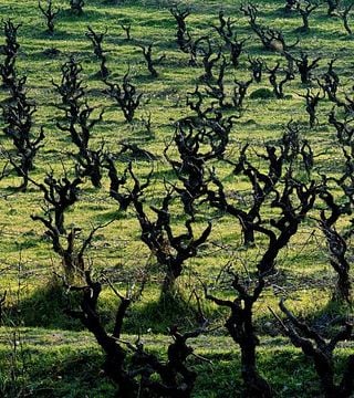 Eudald Massana Noya Winery