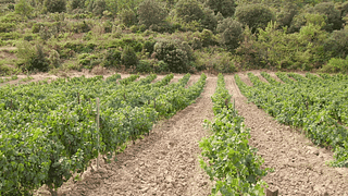 Wine Tasting and Tour at Domaine Chaluleau Pons