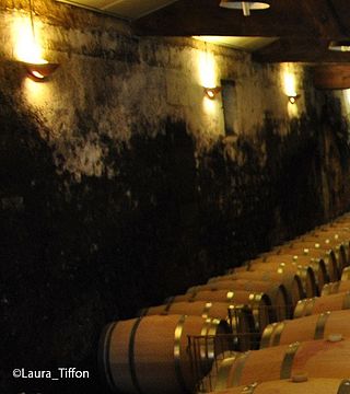 Tour e degustazione dell'Odissea della Rosa | La rosa Pauillac 
