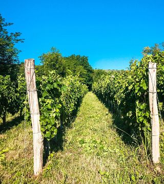 Pannon Wine Journey at Pósta Borház