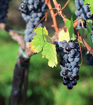 Cata de vinos y visita a viñedos 4