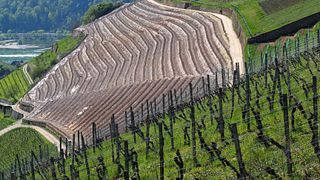 Weingut Robert König