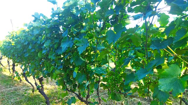 Orta Winery
