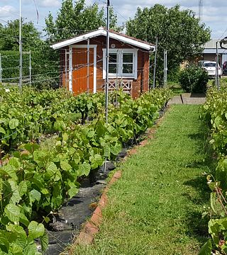 Guidad vingårdstur och vinprovningsupplevelse