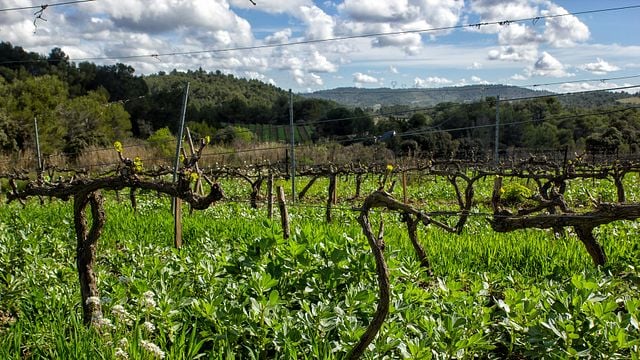 Verkostung im Domaine La Prade Mari