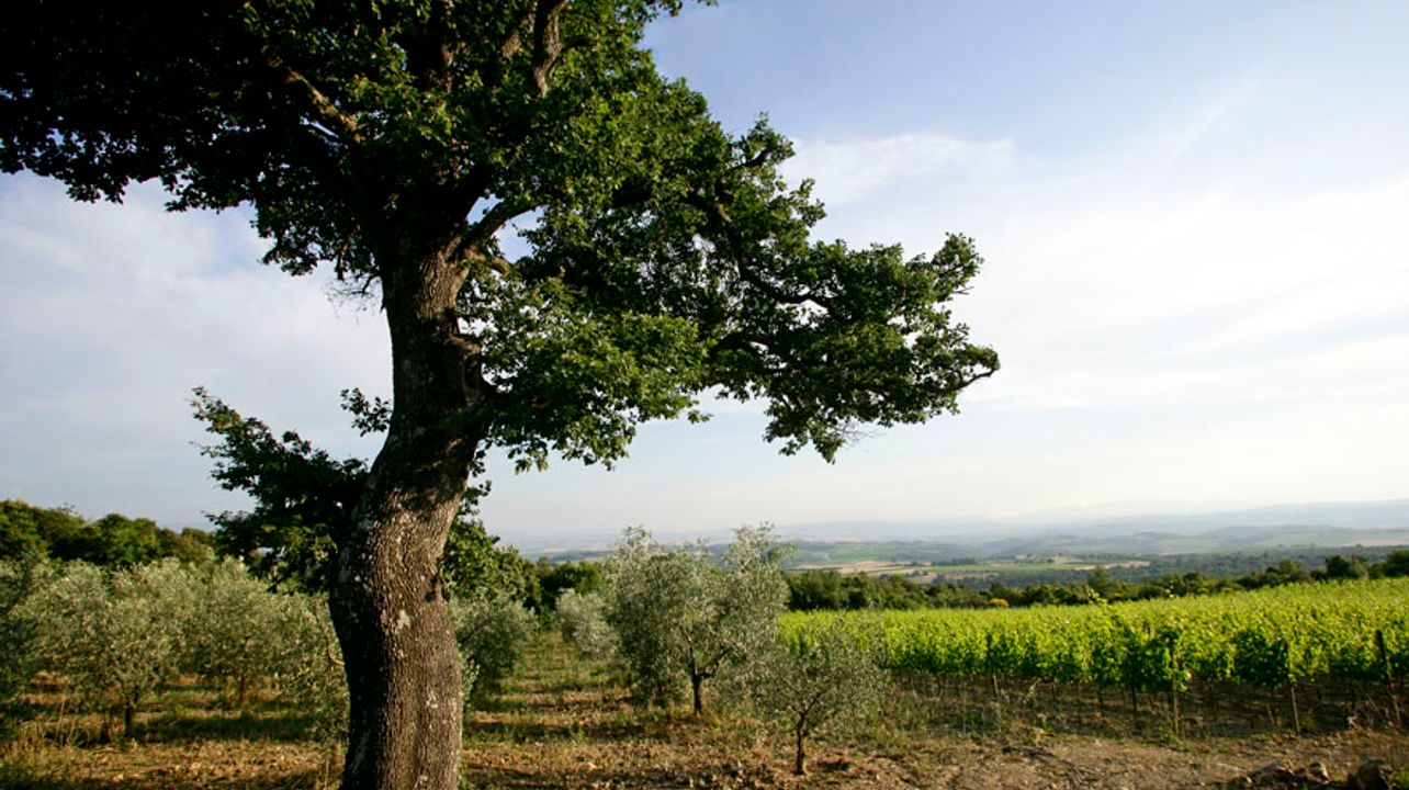 Querce Bettiina