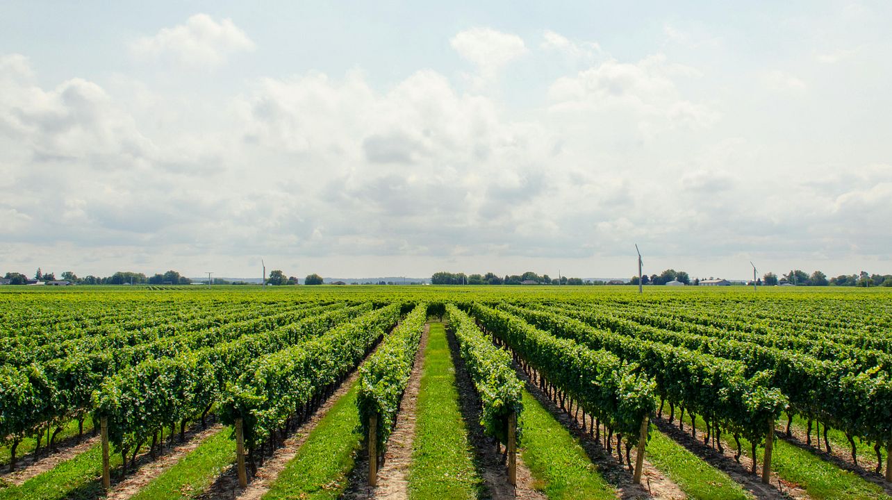 Romantischer Weinurlaub im Rheingau