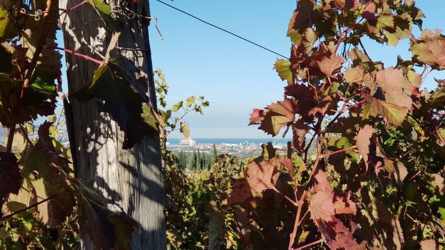 Degustazione e tour di vini a Vina Bordon