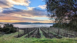 Dégustation et visite de vins au Domaine De Saumarez