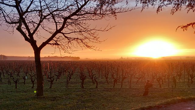 Vignoble Demois