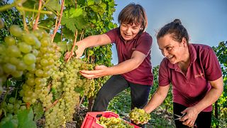 Cata de vinos y visita guiada en Azienda Agricola Cascina Pian D'or