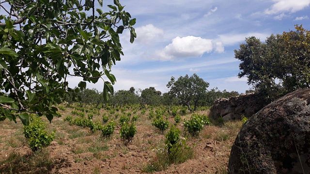 Dégustation de vins et visite populaires à Bodegas Canopy