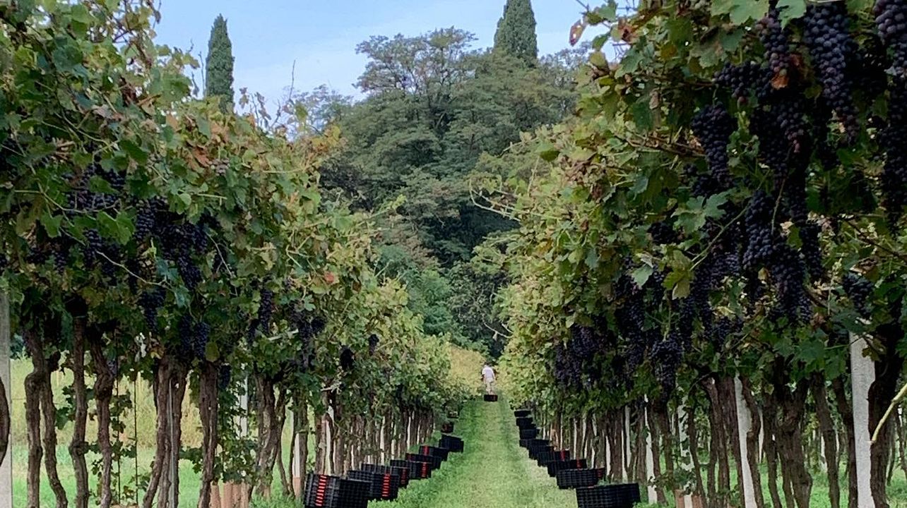 La Pesenata