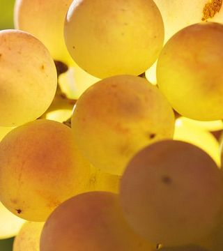 Esplora l'agricoltura ecologica in Catalogna: visita guidata e degustazione di vini