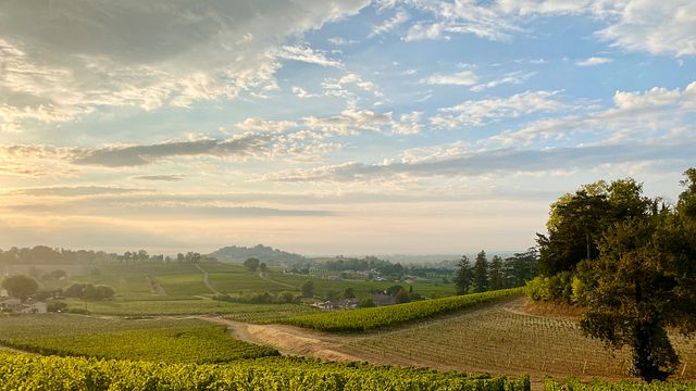Expérience vigneronne - Visite immersive d'une demi-journée